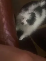 Maximilian, a male Pomeranian for sale in Wichita, KS – Photo 5 of 8