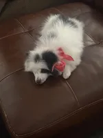 Maximilian, a male Pomeranian for sale in Wichita, KS – Photo 2 of 8