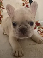 Blue eyed beauty , a female French Bulldog for sale in Pfafftown, NC – 2 of 2