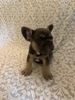 Tri colored , a male French Bulldog for sale in Pfafftown, NC – 3 of 3
