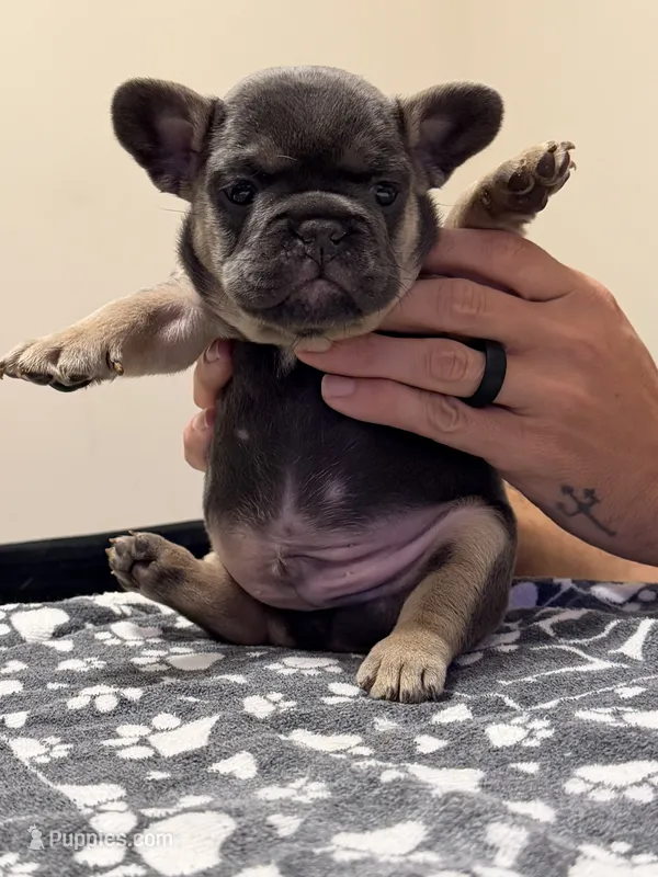 Tri colored  – French Bulldog puppy for sale in Pfafftown, NC