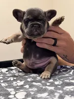 Tri colored , a male French Bulldog for sale in Pfafftown, NC – 1 of 3