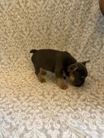 Tri colored , a male French Bulldog for sale in Pfafftown, NC – 2 of 3