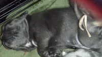 Blue girl, a female French Bulldog for sale in Burton, MI – 3 of 3