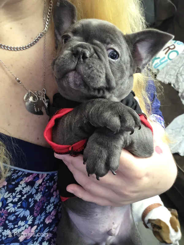 Blue boy – French Bulldog puppy for sale in Burton, MI