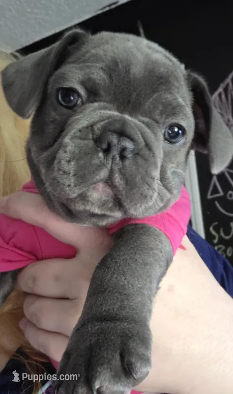 Blue girl – French Bulldog puppy for sale in Burton, MI