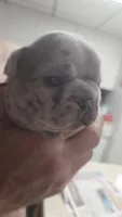 Merle girl, a female French Bulldog for sale in Burton, MI – 4 of 4