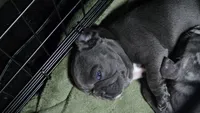 Blue girl, a female French Bulldog for sale in Burton, MI – 2 of 3