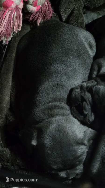 Blue girl – French Bulldog puppy for sale in Burton, MI