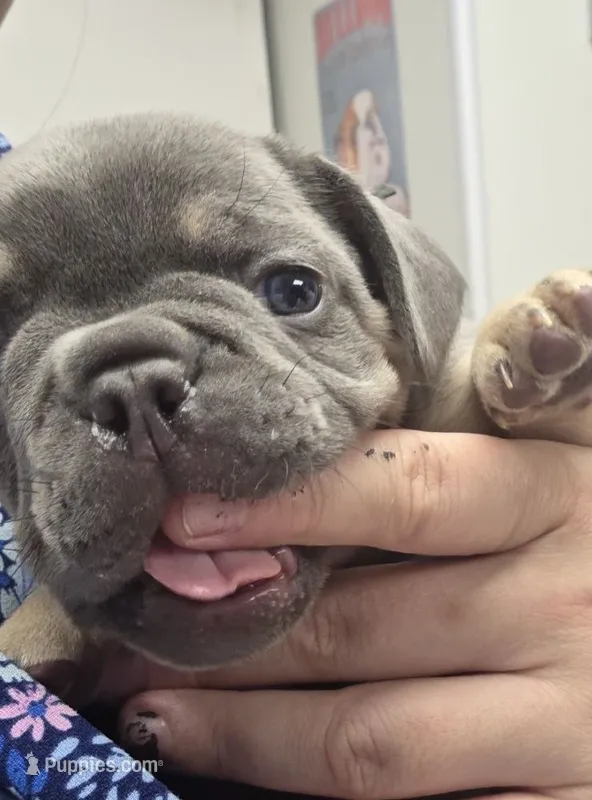 Tan and blue boy – French Bulldog puppy for sale in Burton, MI