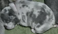 Merle girl, a female French Bulldog for sale in Burton, MI – 3 of 4