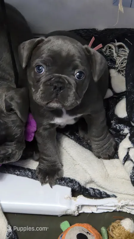 Blue girl – French Bulldog puppy for sale in Burton, MI