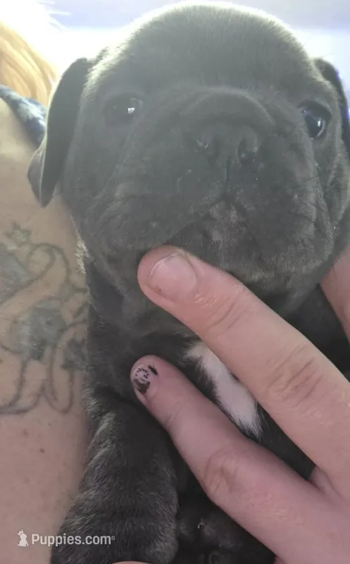 Blue boy – French Bulldog puppy for sale in Burton, MI
