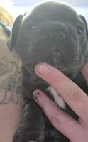 Blue boy, a male French Bulldog for sale in Burton, MI – 1 of 1