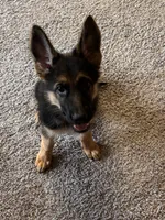 Kimiko, a female German Shepherd Dog for sale in Alexandria, VA – 3 of 3