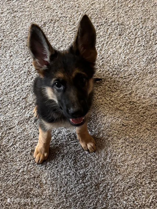 Kimiko – German Shepherd Dog puppy for sale in Alexandria, VA