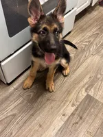 Kimiko, a female German Shepherd Dog for sale in Alexandria, VA – 2 of 3