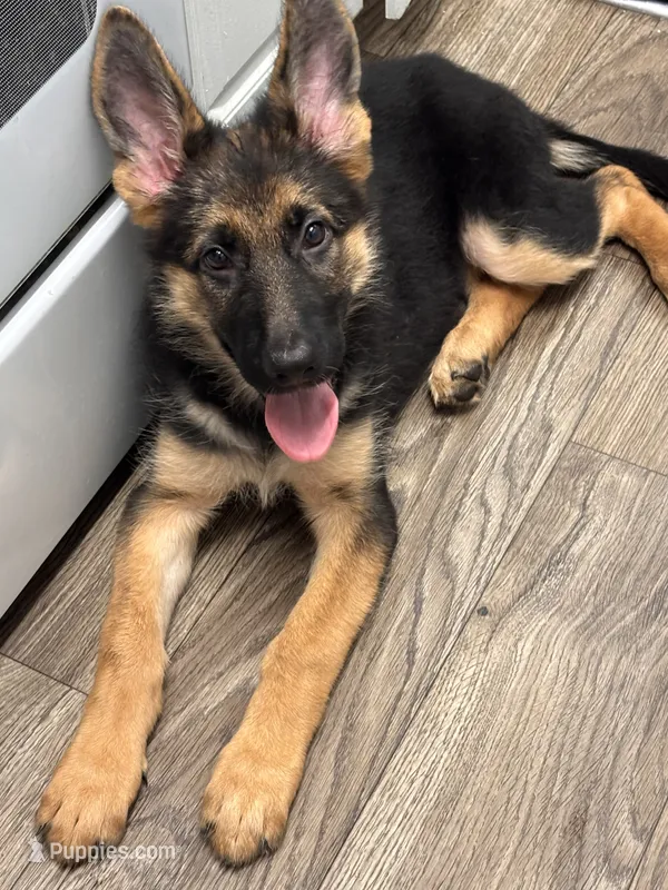 Kimiko, a female German Shepherd Dog for sale in Alexandria, VA – 1 of 3