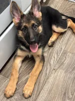 Kimiko, a female German Shepherd Dog for sale in Alexandria, VA – 1 of 3