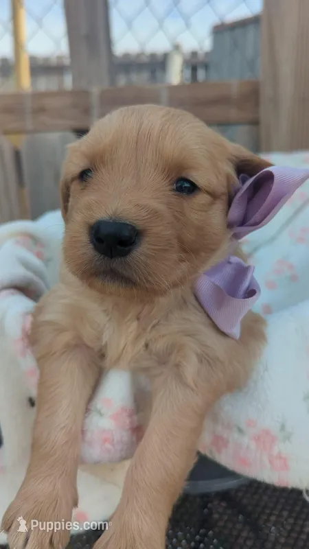 Abbey  – Golden Retriever puppy for sale in San Angelo, TX