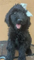 Dayanna , a female Goldendoodle and Golden Retriever for sale in San Angelo, TX – 4 of 4