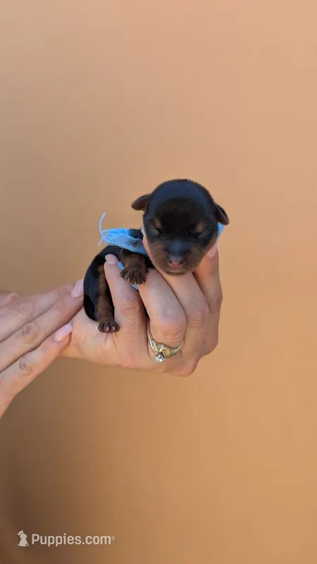 Maximus  – Yorkshire Terrier puppy for sale in San Angelo, TX