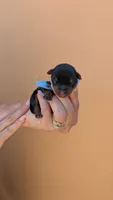 Maximus , a male Yorkshire Terrier for sale in San Angelo, TX – 1 of 4