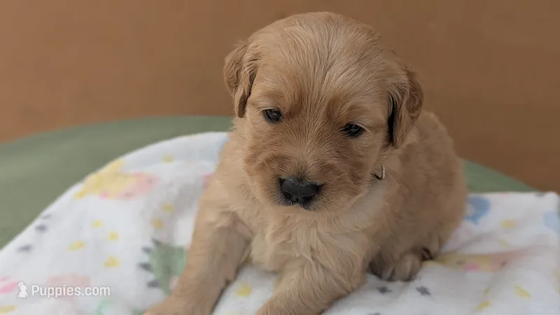 Daisy  – Golden Retriever puppy for sale in San Angelo, TX