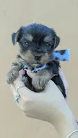 Maximus , a male Yorkshire Terrier for sale in San Angelo, TX – 4 of 4