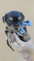 Maximus , a male Yorkshire Terrier for sale in San Angelo, TX – 3 of 4