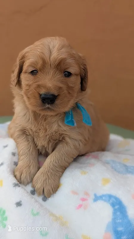 Bella  – Golden Retriever puppy for sale in San Angelo, TX