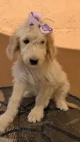 Yoli, a female Goldendoodle and Poodle - Standard  for sale in San Angelo, TX – 4 of 5