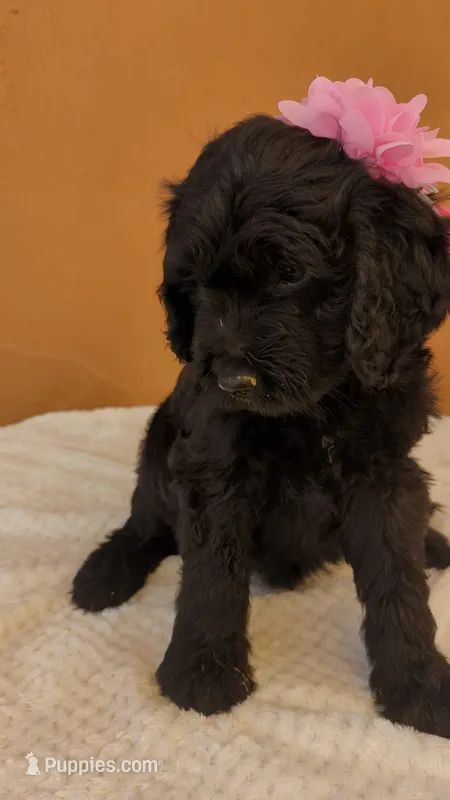 Dayanna  – Goldendoodle, Golden Retriever puppy for sale in San Angelo, TX