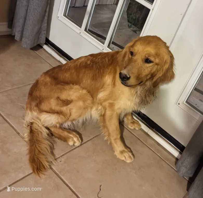 Lulu  – Golden Retriever puppy for sale in San Angelo, TX