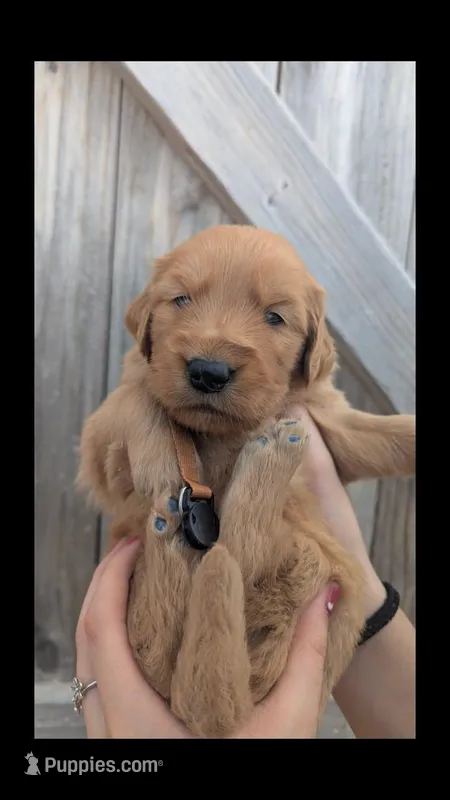 Hector  – Golden Retriever puppy for sale in San Angelo, TX