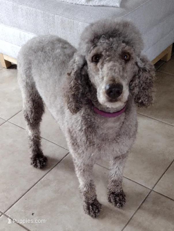 Oreo – Poodle - Standard  puppy for sale in San Angelo, TX