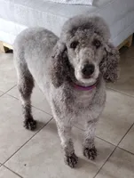 Oreo, a female Poodle - Standard  for sale in San Angelo, TX – 1 of 3