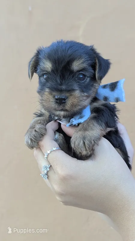 Maximus  – Yorkshire Terrier puppy for sale in San Angelo, TX