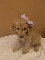 Yoli, a female Goldendoodle and Poodle - Standard  for sale in San Angelo, TX – 2 of 5