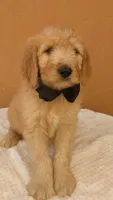 Ian, a male Goldendoodle and Poodle - Standard  for sale in San Angelo, TX – 4 of 4