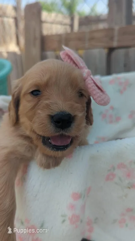 Ruby  – Golden Retriever puppy for sale in San Angelo, TX
