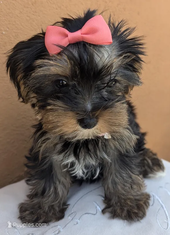 "Babe", a female Yorkshire Terrier for sale in San Angelo, TX – Photo 1 of 1