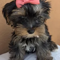 "Babe", a female Yorkshire Terrier for sale in San Angelo, TX – Photo 1 of 5