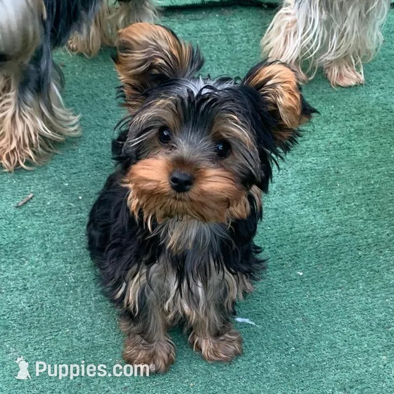 "Babe", a female Yorkshire Terrier for sale in San Angelo, TX – Photo 2 of 5