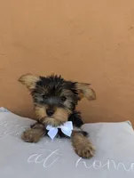 "Babe", a female Yorkshire Terrier for sale in San Angelo, TX – Photo 3 of 5