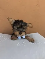 "Babe", a female Yorkshire Terrier for sale in San Angelo, TX – Photo 5 of 5