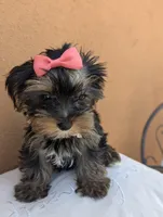 "Babe", a female Yorkshire Terrier for sale in San Angelo, TX – Photo 4 of 5