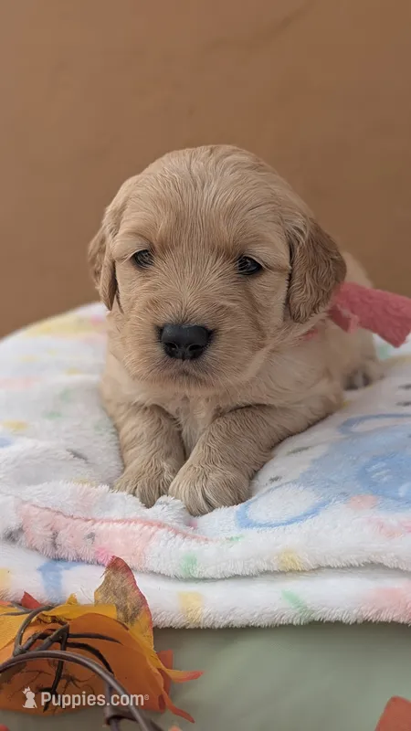 Stella  – Golden Retriever puppy for sale in San Angelo, TX
