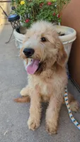 Yoli, a female Goldendoodle and Poodle - Standard  for sale in San Angelo, TX – 5 of 5