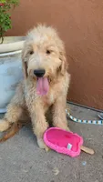 Yoli, a female Goldendoodle and Poodle - Standard  for sale in San Angelo, TX – 2 of 5